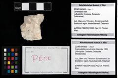 Foto (Objekt + Etikett) von Cracensigillatus acutirostris (Moericke, 1889)  (NHMW-GEO-2014-0194-0600)